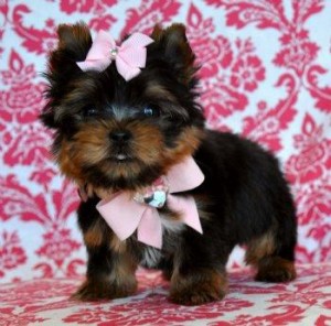 Lovely Micro Teacup Yorkie Puppies