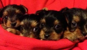 Home raised Teacup Yorkie puppies available for re-homing