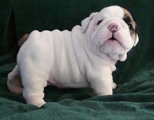 Lovely English Bulldog Puppies