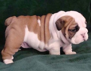 English Bulldog Puppies