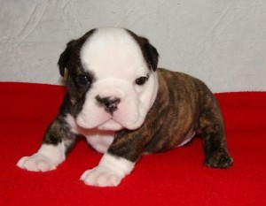 English Bulldog Puppies Available