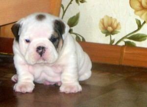 AKC English Bulldog Puppies for adoption