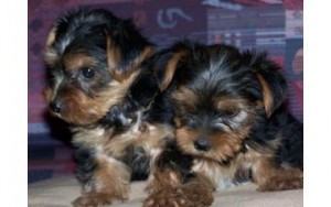 Three Teacup Yorkie Puppies