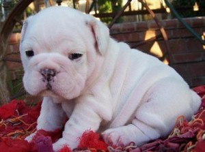 English Bulldog Puppies Available