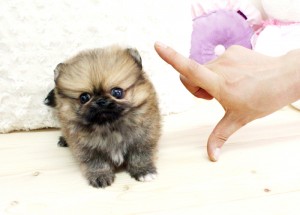 Adorable Pomeranian Puppies/ Small Sizes