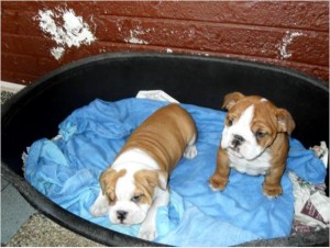 4 English Bulldog puppies For Good Homes text 3202887410