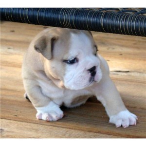 FREE Charming English Bulldog Puppies