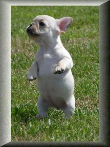 French Female Bulldog puppy