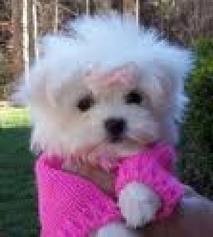 Cute Maltese puppies for you