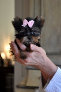 Tiny Teacup Yorkie puppies