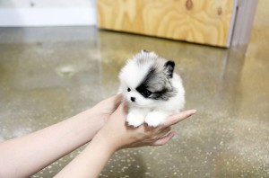 CHARMING TEACUP POMERANIAN PUPPIES