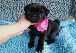 Pug Puppies for Sale