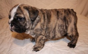 Female English Bulldog For Adoption