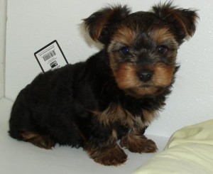 Healthy AKC Yorkies