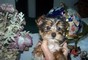 Adorable AKC Yorkie Puppies