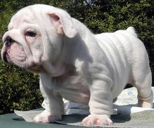 English Bulldog Puppy