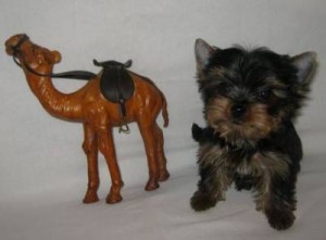 Adorable Mini Male Yorkie Pup for adoption