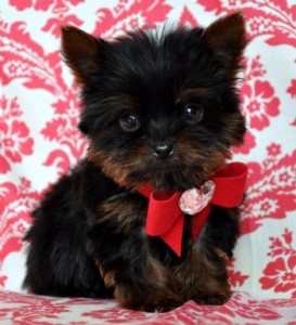 Micro Yorkshire Terrier puppies