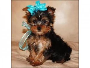 Nice Tea Cup Yorkie Puppies