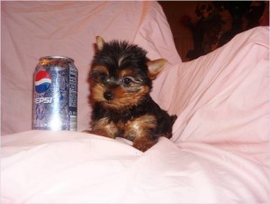 Tea-cup Yorkshire Terrier puppies