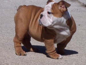 Pure-breed English bulldog puppies for sale