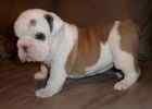 Wonderful 	English Bulldog puppies