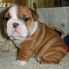 Cute English Bulldog puppies