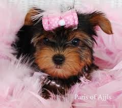 Outstanding Yorkshire Terrier puppies