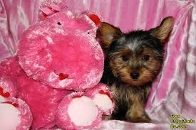 Friendly Yorkshire Terrier puppies