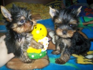 Yorkshire Terrier puppies