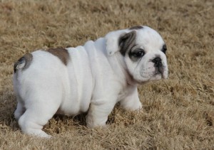 English Bulldog puppies for adoption