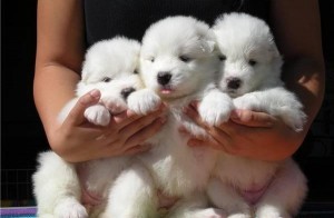 Beaultyfull Samoyed