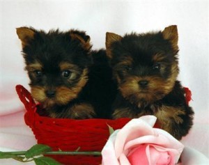 Teacup Yorkie puppies for adoption