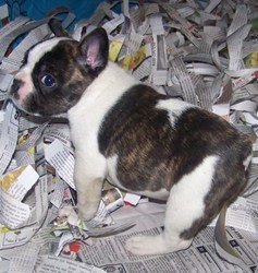 Beautiful French Bulldogs