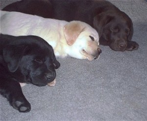 Labrador Retreiver puppies