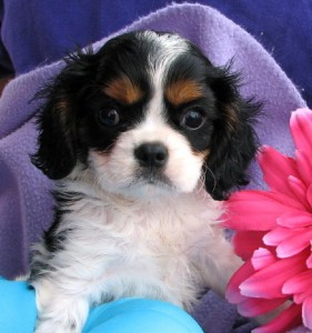 Lovely Shih Tzu puppies