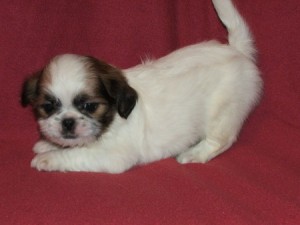 Adorable Shih Tzu puppies