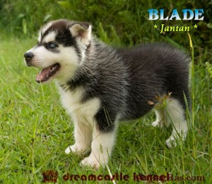 AKC registered Siberian Husky puppies