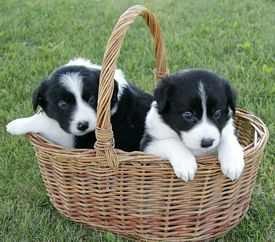 Adorable Border Collie pups