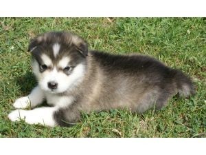 Alaskan malamute Puppies for Adoption