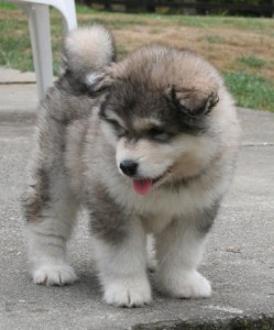 Cute Alaskan Malamute Puppies