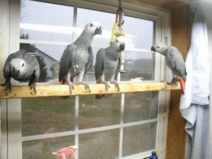 Pair of African Gray Congo