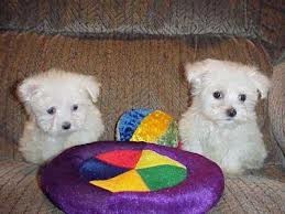 Teacup Maltese Puppies