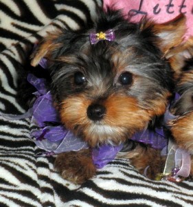 YORKIE PUPPIES NEED A NEW HOME