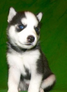 Siberian Husky Pupps For Sale Some With Blue Eyes