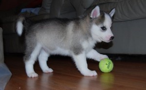 SIBERIAN HUSKY PUPPIES