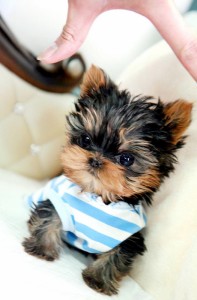 AKC registered Tea-cup Yorkie puppies