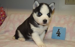 Beautiful Blue Eye Siberian Husky