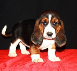 New Litters Just Arrived!- Just in time for spring - Basset Hounds