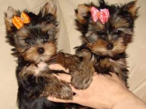 Gorgeous Male and Female Teacup Yorkie Puppies for adoption